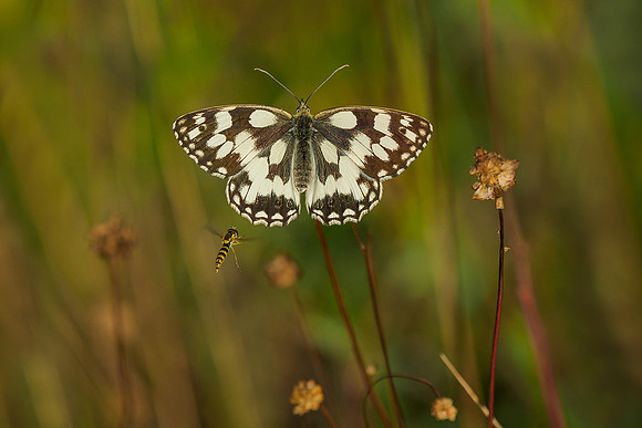 Viroinval juli 2019 Bart Fotografie-039