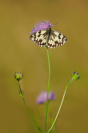 Viroinval juli 2019 Bart Fotografie-042