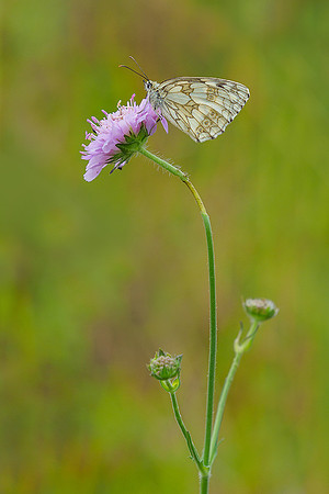 Viroinval juli 2019 Bart Fotografie-043