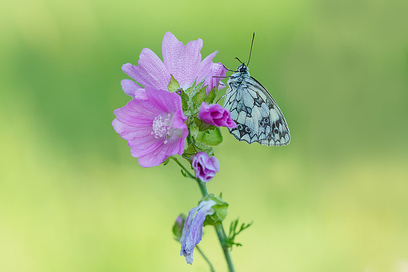 Viroinval juli 2019 Bart Fotografie-044