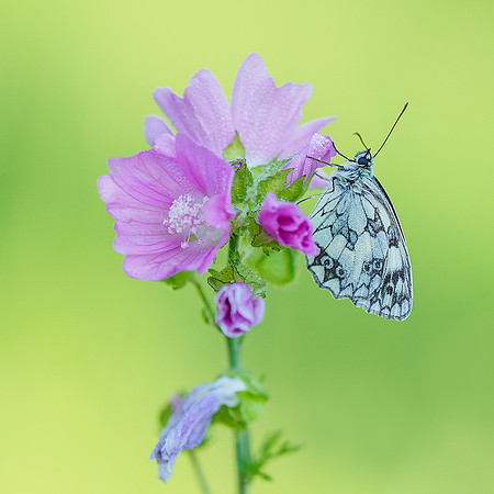 Viroinval juli 2019 Bart Fotografie-045