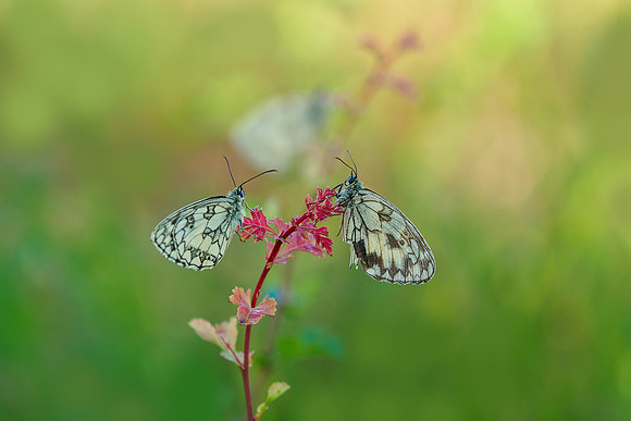 Viroinval juli 2019 Bart Fotografie-046