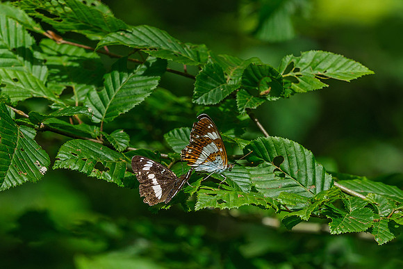 Viroinval juli 2019 Bart Fotografie-048