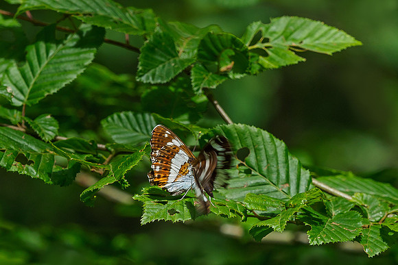 Viroinval juli 2019 Bart Fotografie-049