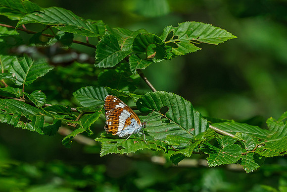 Viroinval juli 2019 Bart Fotografie-050