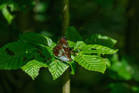 Viroinval juli 2019 Bart Fotografie-051