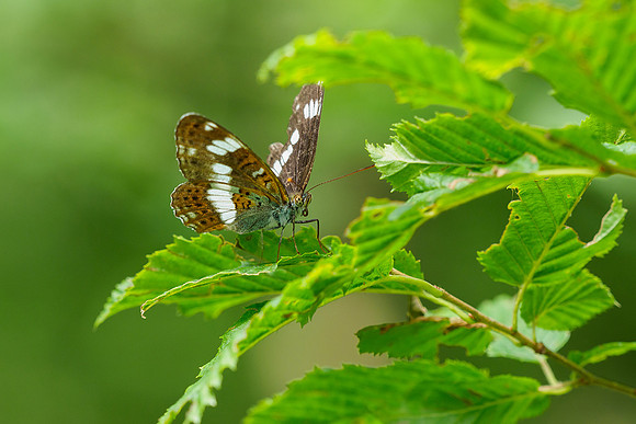 Viroinval juli 2019 Bart Fotografie-052
