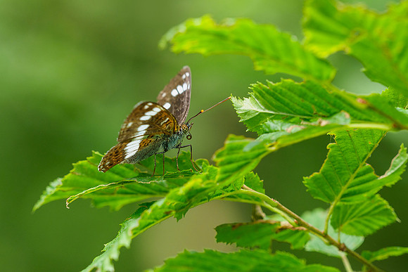 Viroinval juli 2019 Bart Fotografie-053