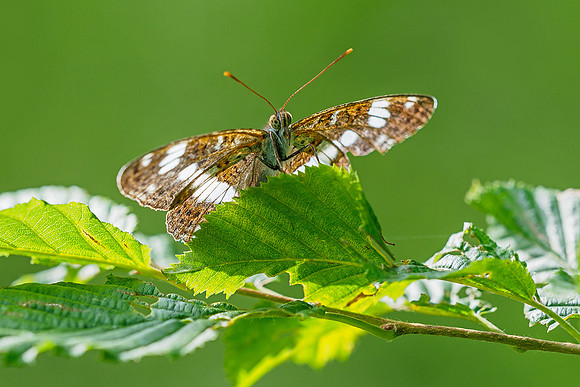 Viroinval juli 2019 Bart Fotografie-054