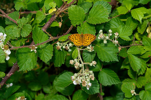 Viroinval juli 2019 Bart Fotografie-055
