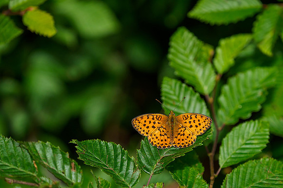 Viroinval juli 2019 Bart Fotografie-056