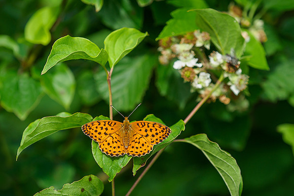 Viroinval juli 2019 Bart Fotografie-057