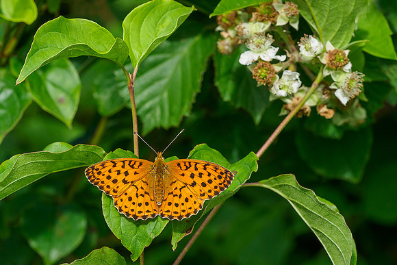 Viroinval juli 2019 Bart Fotografie-058