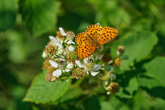 Viroinval juli 2019 Bart Fotografie-059