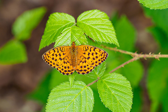 Viroinval juli 2019 Bart Fotografie-060