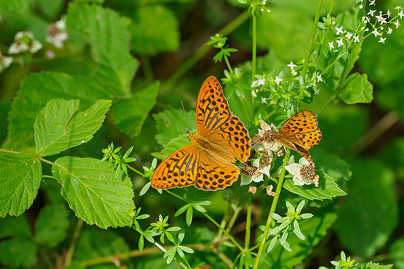 Viroinval juli 2019 Bart Fotografie-061