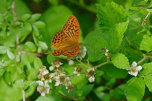 Viroinval juli 2019 Bart Fotografie-063