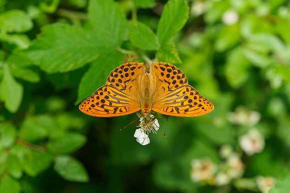 Viroinval juli 2019 Bart Fotografie-064