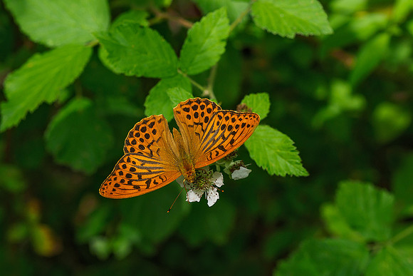 Viroinval juli 2019 Bart Fotografie-065