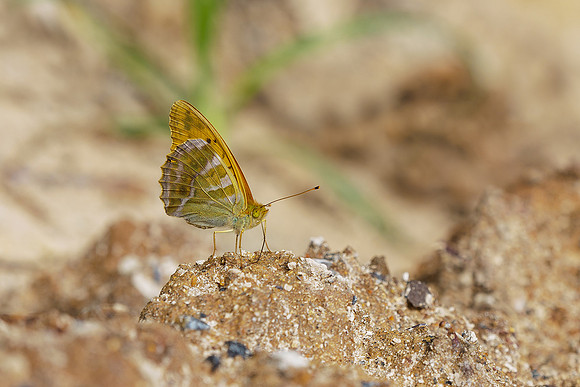 Viroinval juli 2019 Bart Fotografie-066