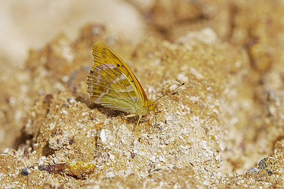 Viroinval juli 2019 Bart Fotografie-067