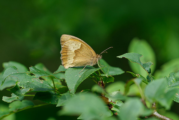 Viroinval juli 2019 Bart Fotografie-069