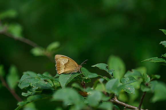 Viroinval juli 2019 Bart Fotografie-068