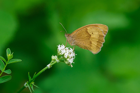 Viroinval juli 2019 Bart Fotografie-070