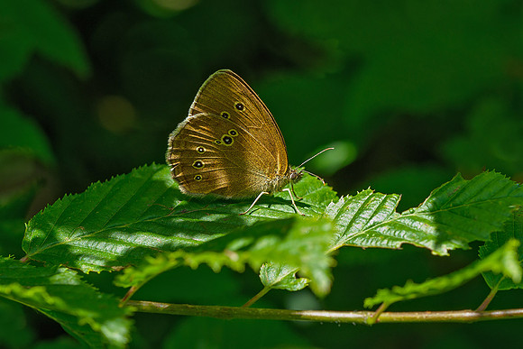 Viroinval juli 2019 Bart Fotografie-071
