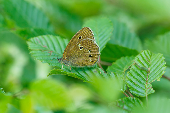 Viroinval juli 2019 Bart Fotografie-072