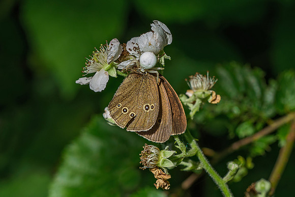 Viroinval juli 2019 Bart Fotografie-073
