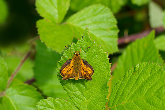 Viroinval juli 2019 Bart Fotografie-074