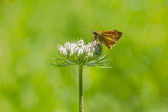 Viroinval juli 2019 Bart Fotografie-076