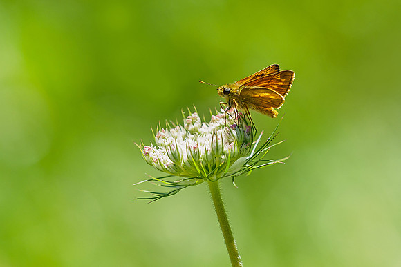 Viroinval juli 2019 Bart Fotografie-077