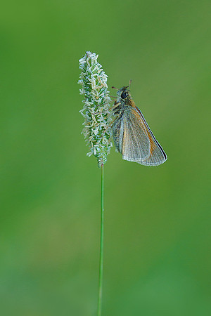 Viroinval juli 2019 Bart Fotografie-078