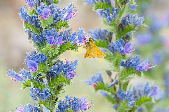 Viroinval juli 2019 Bart Fotografie-079