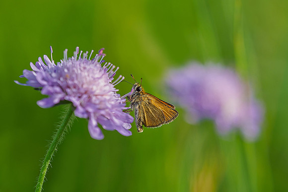 Viroinval juli 2019 Bart Fotografie-080