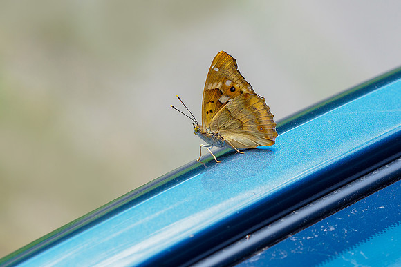 Viroinval juli 2019 Bart Fotografie-081