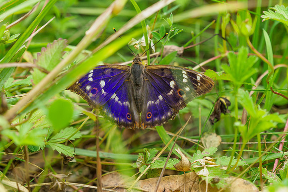 Viroinval juli 2019 Bart Fotografie-082