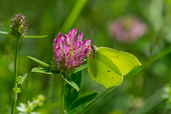 Viroinval juli 2019 Bart Fotografie-084