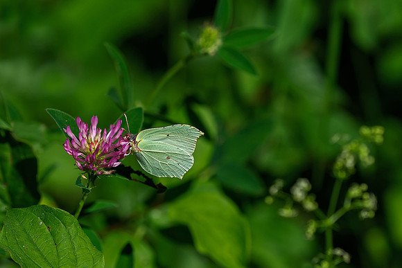 Viroinval juli 2019 Bart Fotografie-083