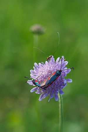 Viroinval juli 2019 Bart Fotografie-085