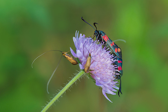 Viroinval juli 2019 Bart Fotografie-086