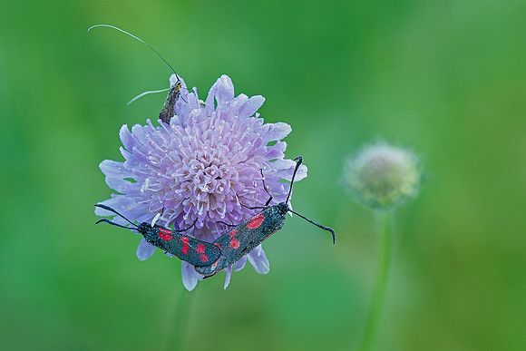 Viroinval juli 2019 Bart Fotografie-087
