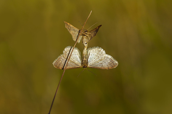Viroinval juli 2019 Bart Fotografie-088