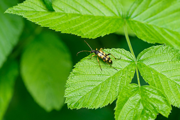 Viroinval juli 2019 Bart Fotografie-089