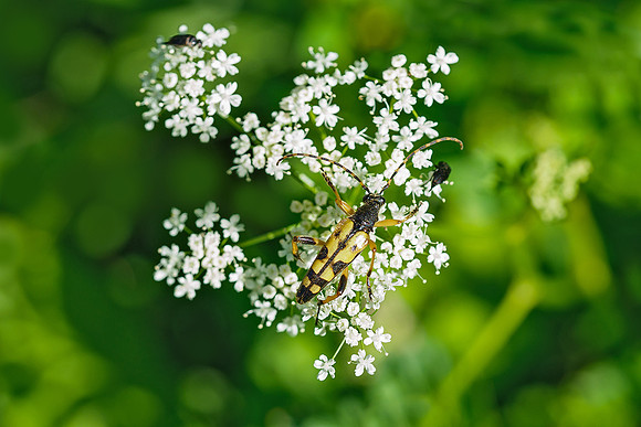 Viroinval juli 2019 Bart Fotografie-090
