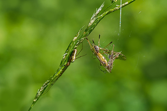 Viroinval juli 2019 Bart Fotografie-091