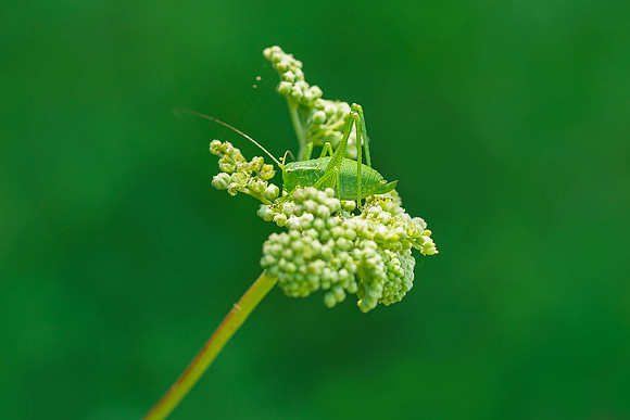 Viroinval juli 2019 Bart Fotografie-092