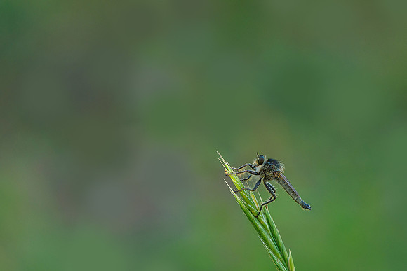 Viroinval juli 2019 Bart Fotografie-093
